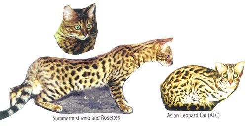 Bengal cat