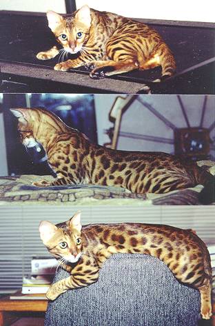 Bengal Kittens