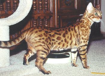 Bengal Cat Queen