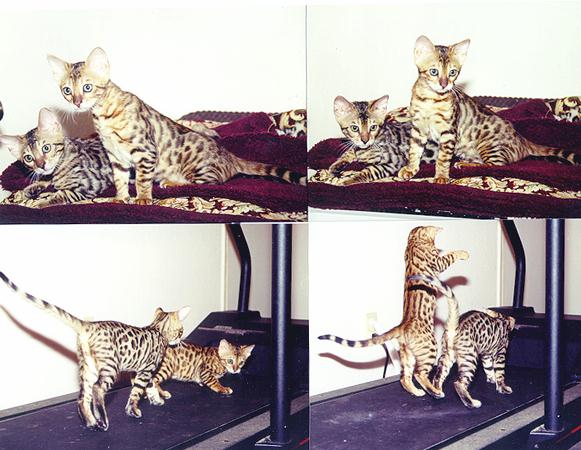 Bengal Kittens