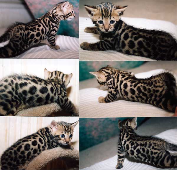 Bengal Kittens