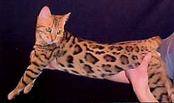 Bengal Kittens For Sale Bengal Champion