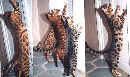 Bengal Kittens