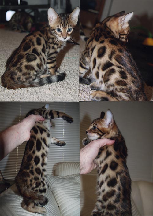 Bengal Cats For Sale Bengal Champion