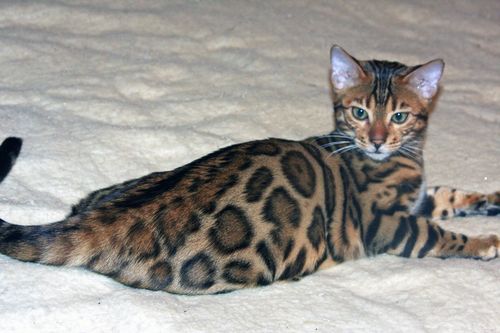 Bengal Kittens for sale