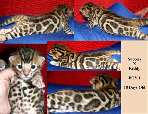 Bengal Kittens