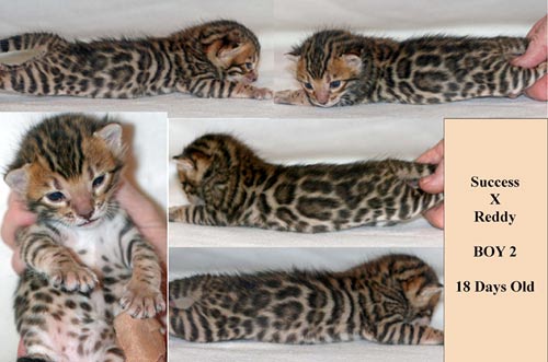 Bengal Kittens