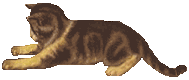 Bengal Cat