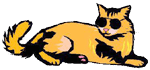 Cat In Sunglasses