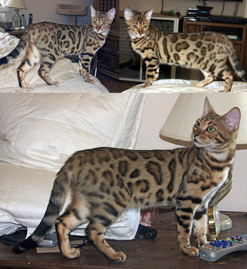 Bengal Cat