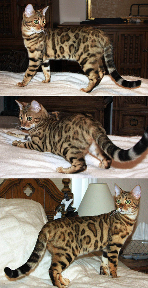 Bengal Kitten