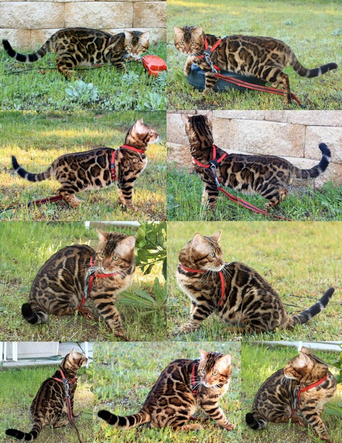 Bengal Cat