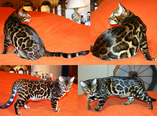 Bengal Kitten