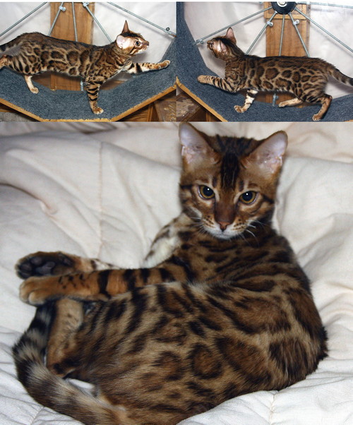 Bengal Cat