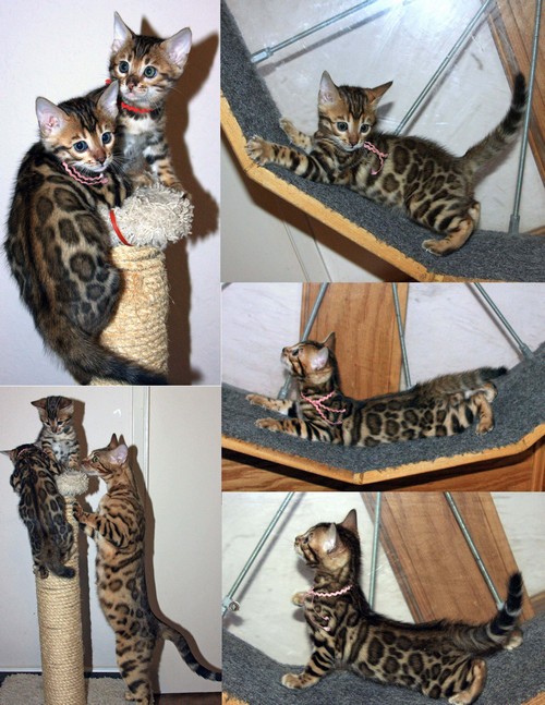 Bengal Kittens