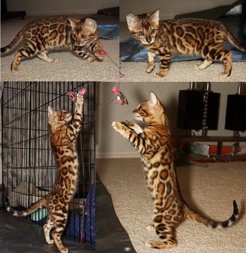 Bengal Kitten San Diego