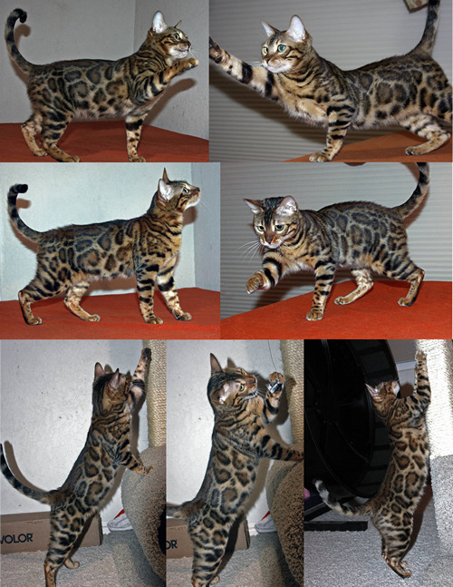 Bengal Cat