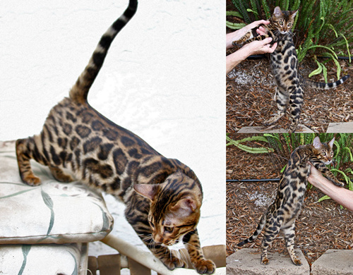 Bengal Kitten