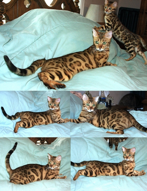 Bengal Kitten