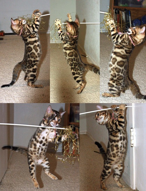 Bengal Kittens