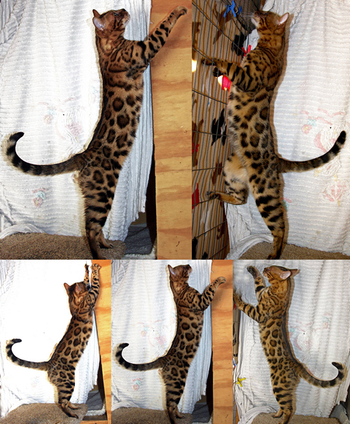 Bengal Kittens For Sale