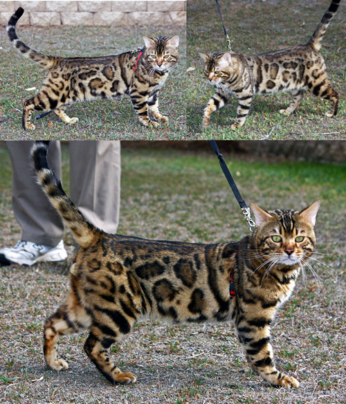 Bengal Kitten