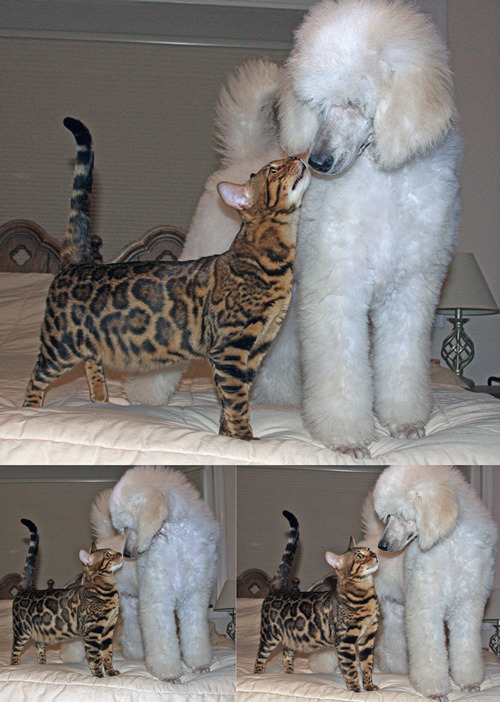 Bengal Kitten