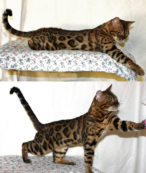Bengal Kittens For Sale
