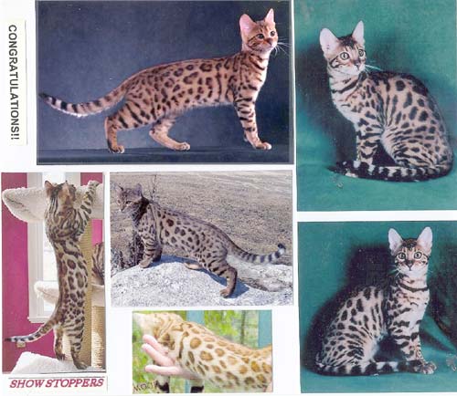 Bengal Champion