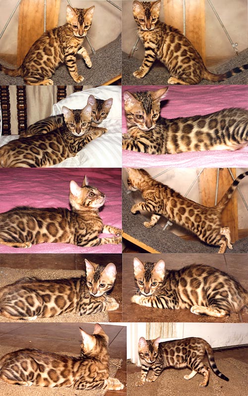 Bengal Kittens