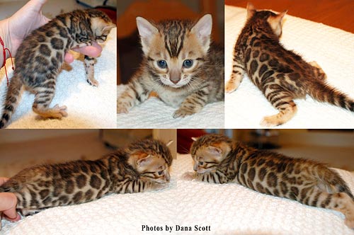Bengal Kittens