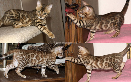 Bengal Kittens