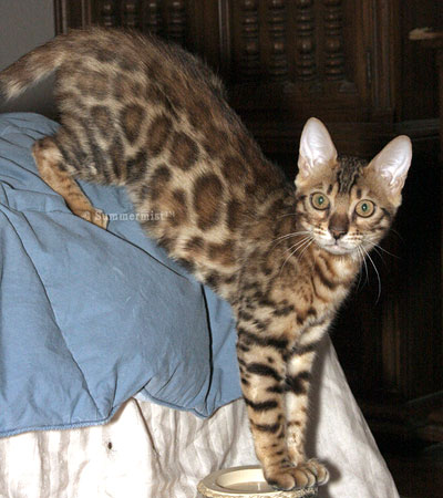 Bengal Kittens