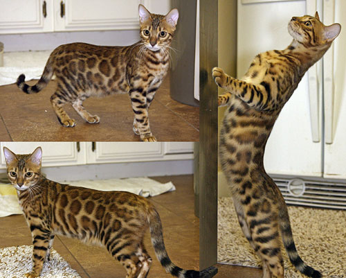 Bengal Kittens