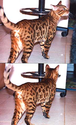 Bengal Kittens