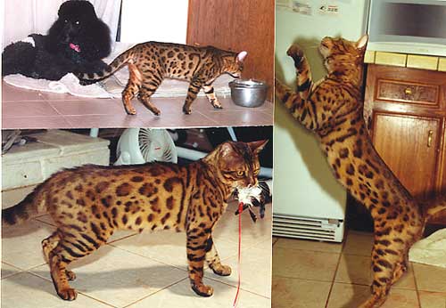 Bengal Kittens