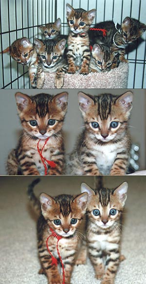 Rosetted Bengal Kittens