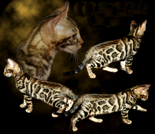 Bengal Kitten