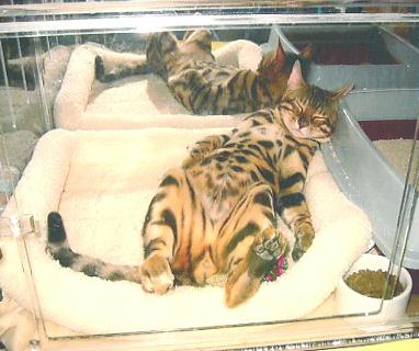 Bengal Cat