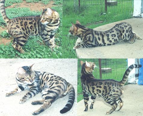 Bengal Cat