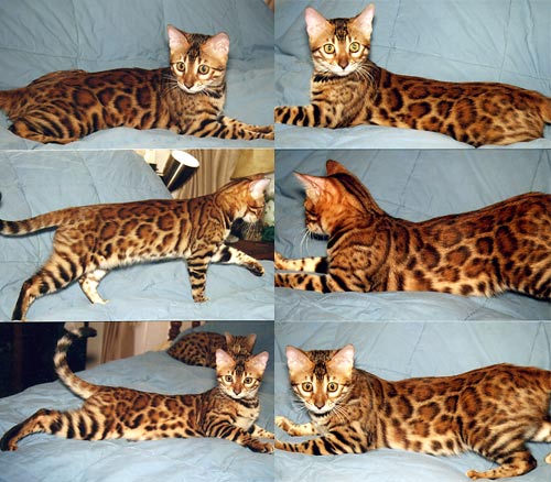 Bengal Kittens