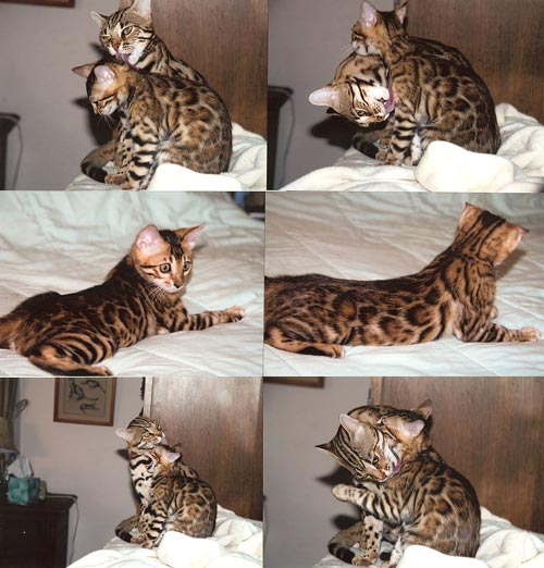 Bengal Kittens