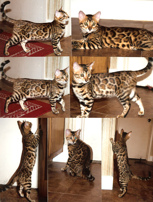 Bengal Kittens