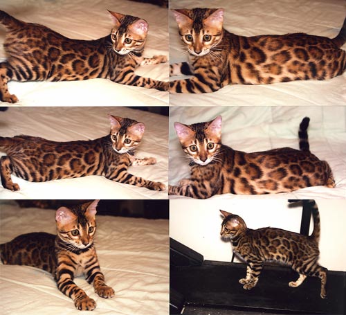 Bengal Kittens