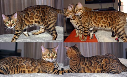 Bengal Kittens