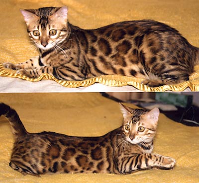 Bengal Kittens