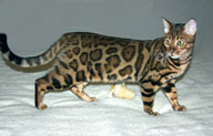 Bengal Cat