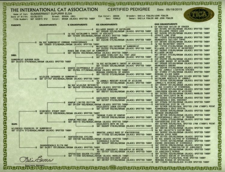 Bengal Cat Pedigree