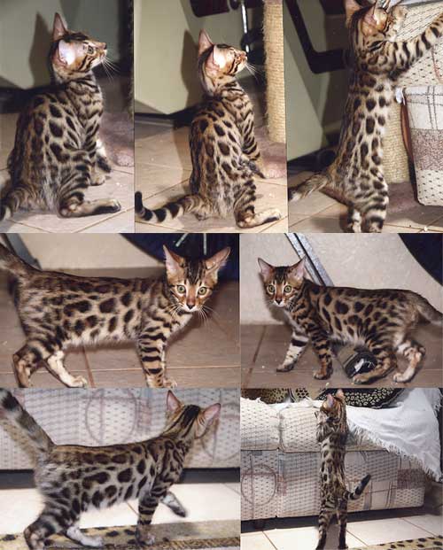 Bengal Kittens