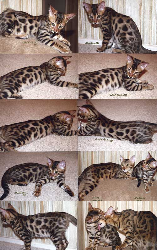 Bengal Kittens